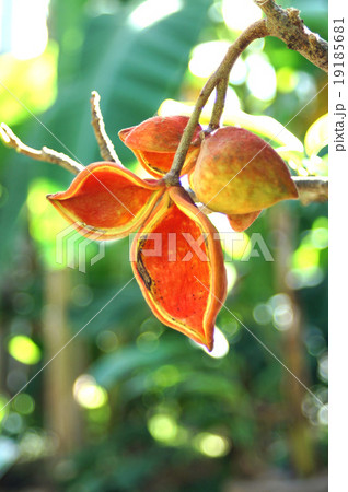 ピンポンノキ ピンポンノキ 19185681