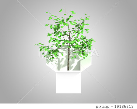 A tree growing from a white cardboard box 19186215