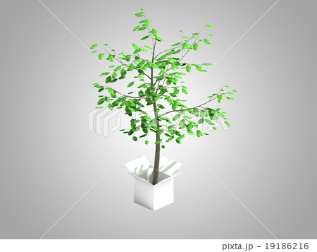 A tree growing from a white cardboard box 19186216
