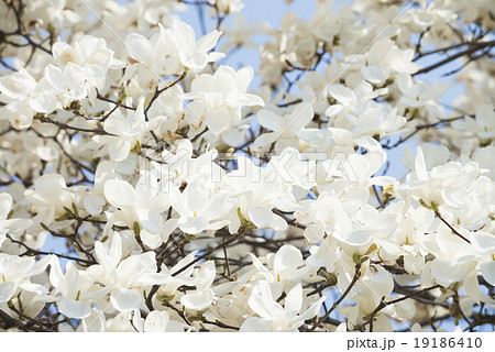 コブシの花 コブシの花 19186410