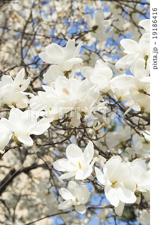 コブシの花 コブシの花 19186416