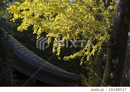 紅葉 紅葉 19188537