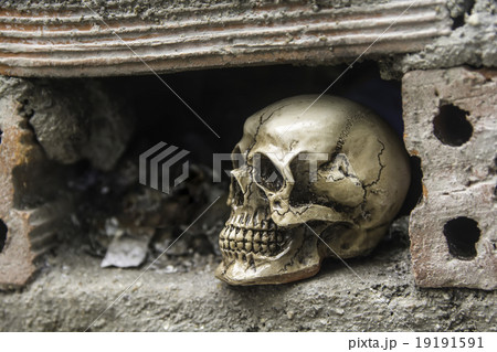 skull or skeleton of human photography skull or skeleton of human photography 19191591