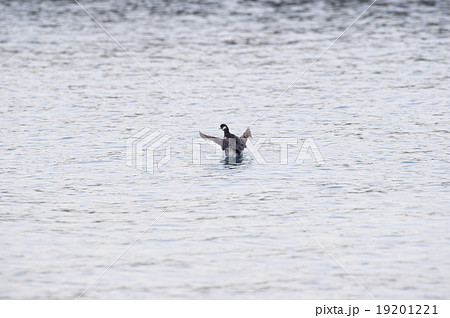 ハジロカイツブリ 19201221