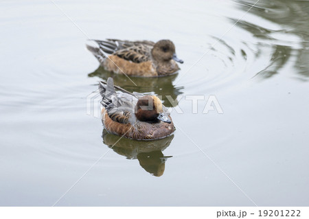 ヒドリガモ 19201222