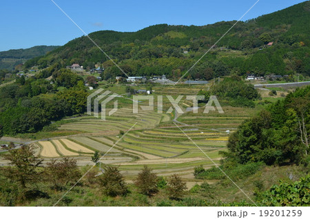 秋の棚田風景 19201259