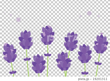 薰衣草 薰衣草 19201311