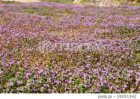 ホトケノザ 仏の座 Lamium amplexicaule シソ科 オドリコソウ属 ホトケノザ 仏の座 Lamium amplexicaule シソ科 オドリコソウ属 19201342