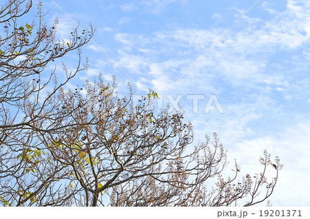 桐　晩秋の梢 19201371