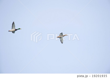 マガモ マガモ 19201935