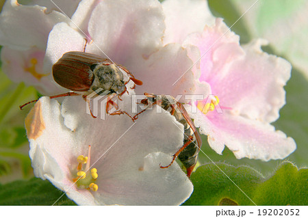 May beetles 19202052