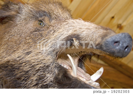 Wild boar. Stuffed animalの写真素材 [19202303] - PIXTA