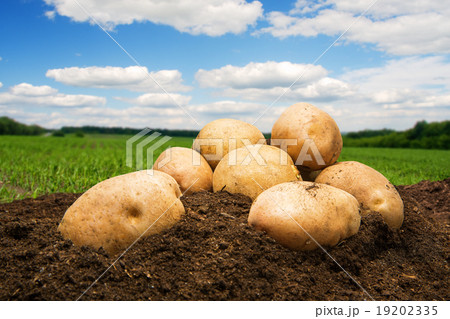 Potatoes on the ground under sky 19202335