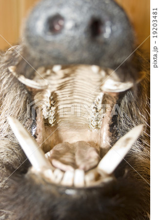 Opened mouth of wild boar. Stuffed animal Opened mouth of wild boar. Stuffed animal 19203481