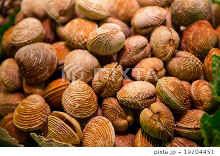 Heap of mollusks Heap of mollusks 19204451