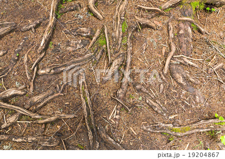 Texture of tree roots in the forest Texture of tree roots in the forest 19204867