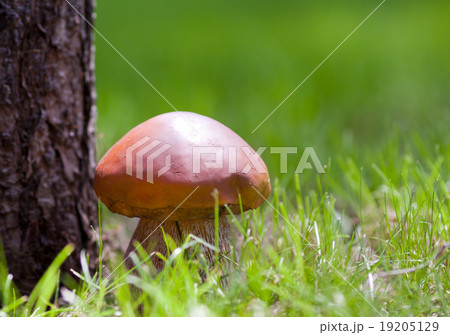 Big mushroom Big mushroom 19205129
