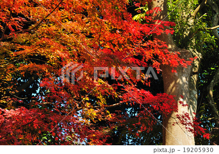 錦秋の円覚寺 錦秋の円覚寺 19205930