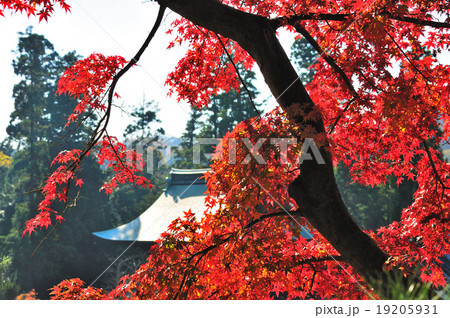 錦秋の円覚寺 錦秋の円覚寺 19205931
