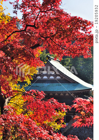 錦秋の円覚寺 19205932