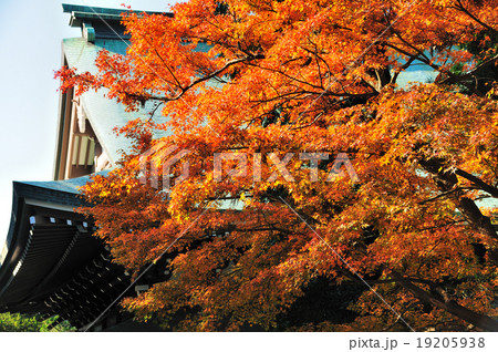 錦秋の円覚寺 錦秋の円覚寺 19205938