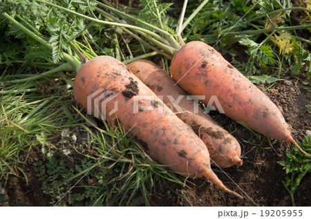 人参堀り 19205955