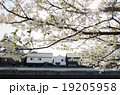桜彩る出島 19205958