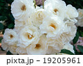 バラ 19205961