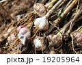 にんにく堀り 19205964