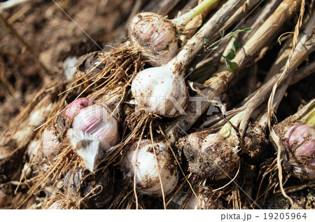 にんにく堀り 19205964