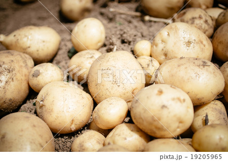 じゃがいも掘り 19205965