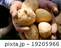 じゃがいも掘り 19205966
