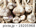 にんにく堀り 19205968