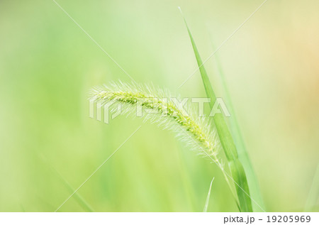 えのころ草 えのころ草 19205969