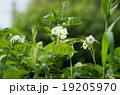 じゃがいもの花 19205970