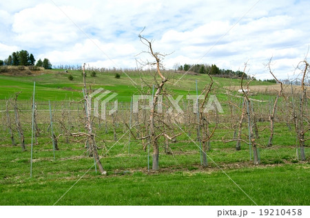 リンゴ園　シラキュース　ニューヨーク州 19210458