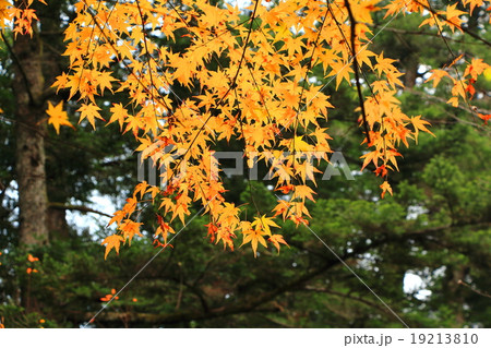 紅葉 紅葉 19213810