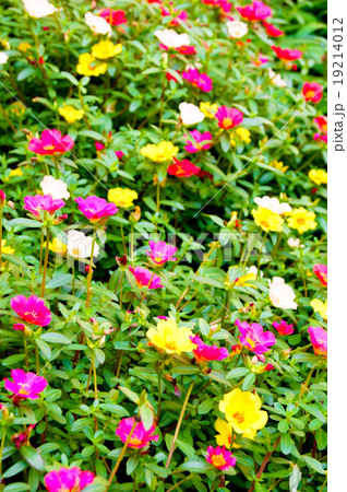 赤と白と黄色のポーチュラカの花畑 の写真素材