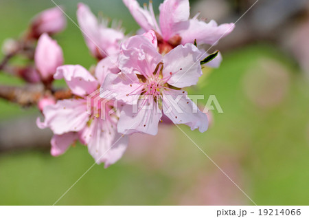 桃の花 19214066