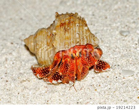 Beautiful Big Hermit Crab Beautiful Big Hermit Crab 19214223