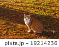たそがれ猫 19214236