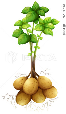 Potatoes with the stem and leaves 19214748
