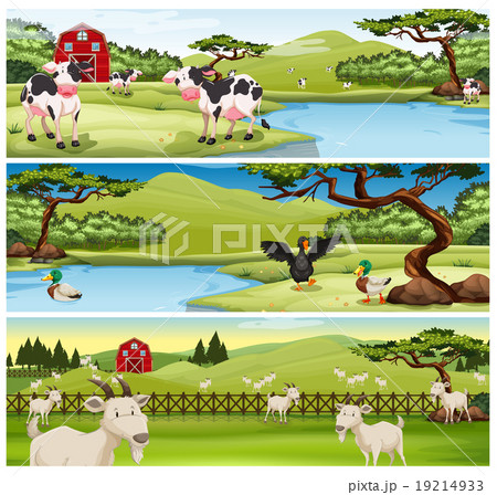 Farm animals living on farm 19214933