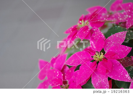 プリンセチア 19216363