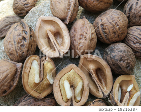 秋の恵、味覚のくるみ 19216387