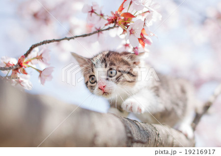 子猫と桜 子猫と桜 19216917