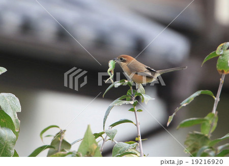 アマガエルを咥えたモズ 19216920