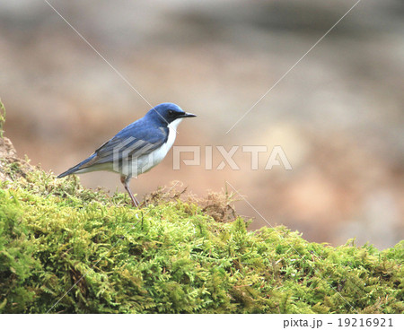 苔の上のコルリ 19216921