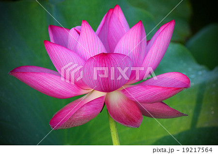 備中高松城址公園 宗治蓮 19217564