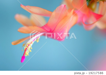 シャコバサボテンの花 アップ シャンパンゴールド シャコバサボテンの花 アップ シャンパンゴールド 19217586